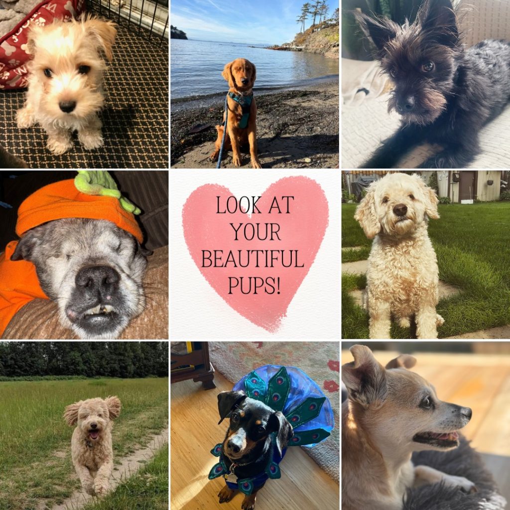 Woof woof and WOOF! Look at these faces!!

Here at Bob the Dog, we recently did a casting call, asking for pictures of your pups that we could use for ongoing social media campaigns - and boy oh boy, did y'all step up!

We were thrilled to receive such a great response, and now the fun begins! Starting in a couple of weeks, we'll be rolling out our biggest campaign of the year, so you'll want to watch our socials as well as maybe check out our website to see if you recognize anyone!

www.bobthedog.ca