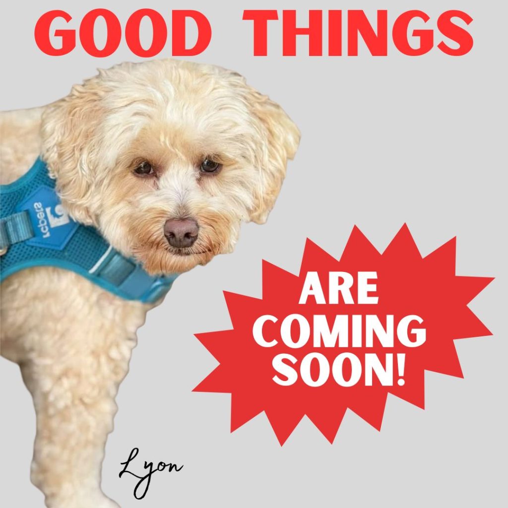 Woof and woof! It's true - good things ARE coming soon!

This Black Friday, we’re doing things a little differently…and this is our favourite campaign yet - because it's all about YOU and your beautiful pups!

Instead of stock photos or photos of just ME (as cute as I am), we’re featuring REAL dogs sent to us by our amazing customers!

That's right! Your pups are the stars of our biggest weekend of the year. 

And on top of that, you'll soon be getting our biggest discount of the year - woof!

So keep an eye on our feed — you just might spot a familiar furry face! 🐶

And thank you to everyone who shared their adorable photos with us. We LOVE seeing your happy pups! 💛

#BlackFriday #DogLovers #CustomerPups #RealDogsRealLove #ShopSmall #SupportLocal #bobthedog 

www.bobthedog.ca
