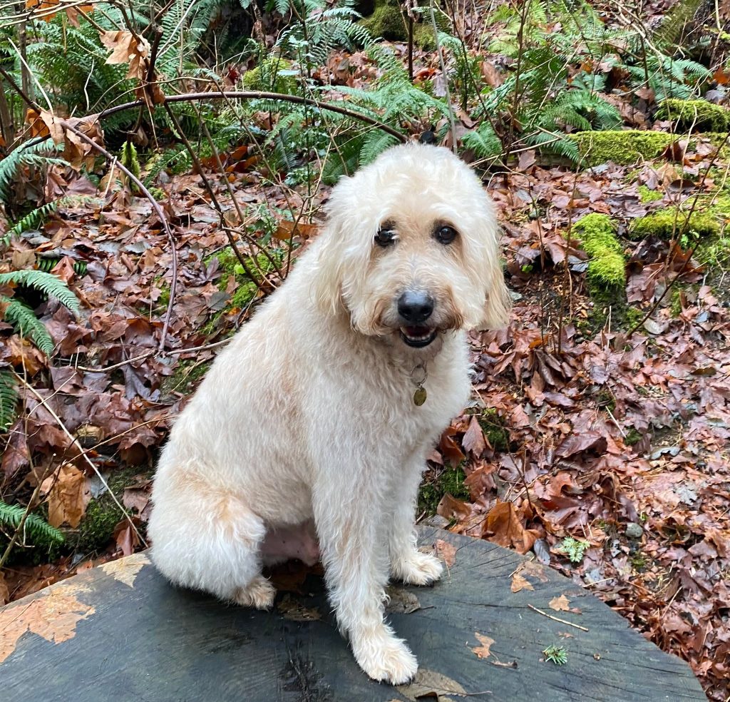 Woof and woof - look at me with my shiny new haircut!

Just popping in to remind you that my online shop is always open. You can stock up on treats, wellness goodies, shampoo bars and more—and when your cart hits $75+, shipping is FREE!

That’s what I call a good sit-stay deal.

www.bobthedog.ca