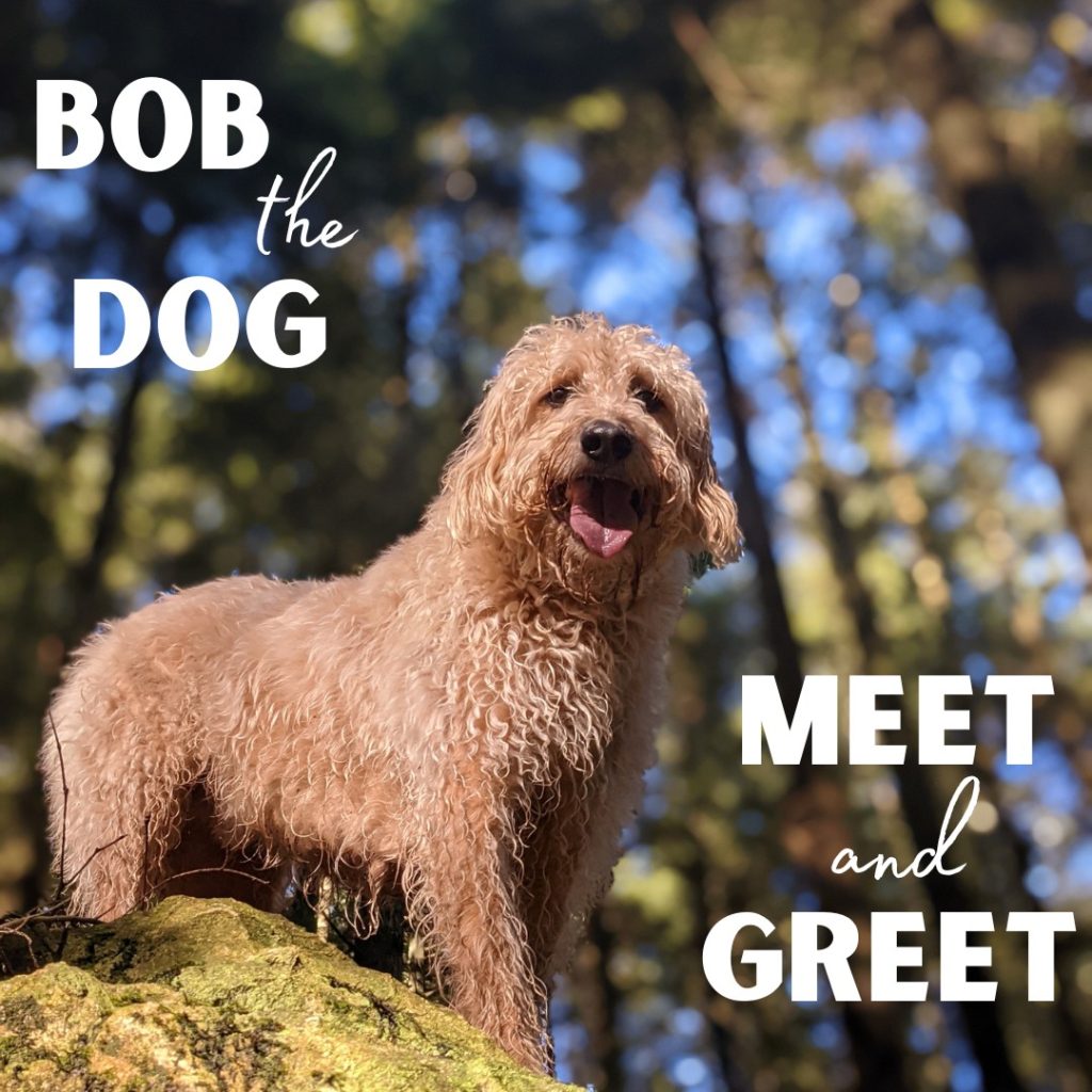 Woof – we are so excited to be hosting our 2nd annual Bob the Dog Meet and Greetn Tuesday April 28 and would LOVE if you would come join us! (location and time listed below)

Just a casual get together with you and your pups for some Spring time fun…

We’ll have free samples for the doggos and some light refreshments for the humans.

And to make it even more fun, our good friends from DOG ZEN will be joining us too!

You don’t want to miss out! It’s gonna be pawsome - WOOF!

Tuesday April 28
6:30 – 8:00 PM
Bridgman Park
Main entrance off Keith Road
North Vancouver

www.bobthedog.ca