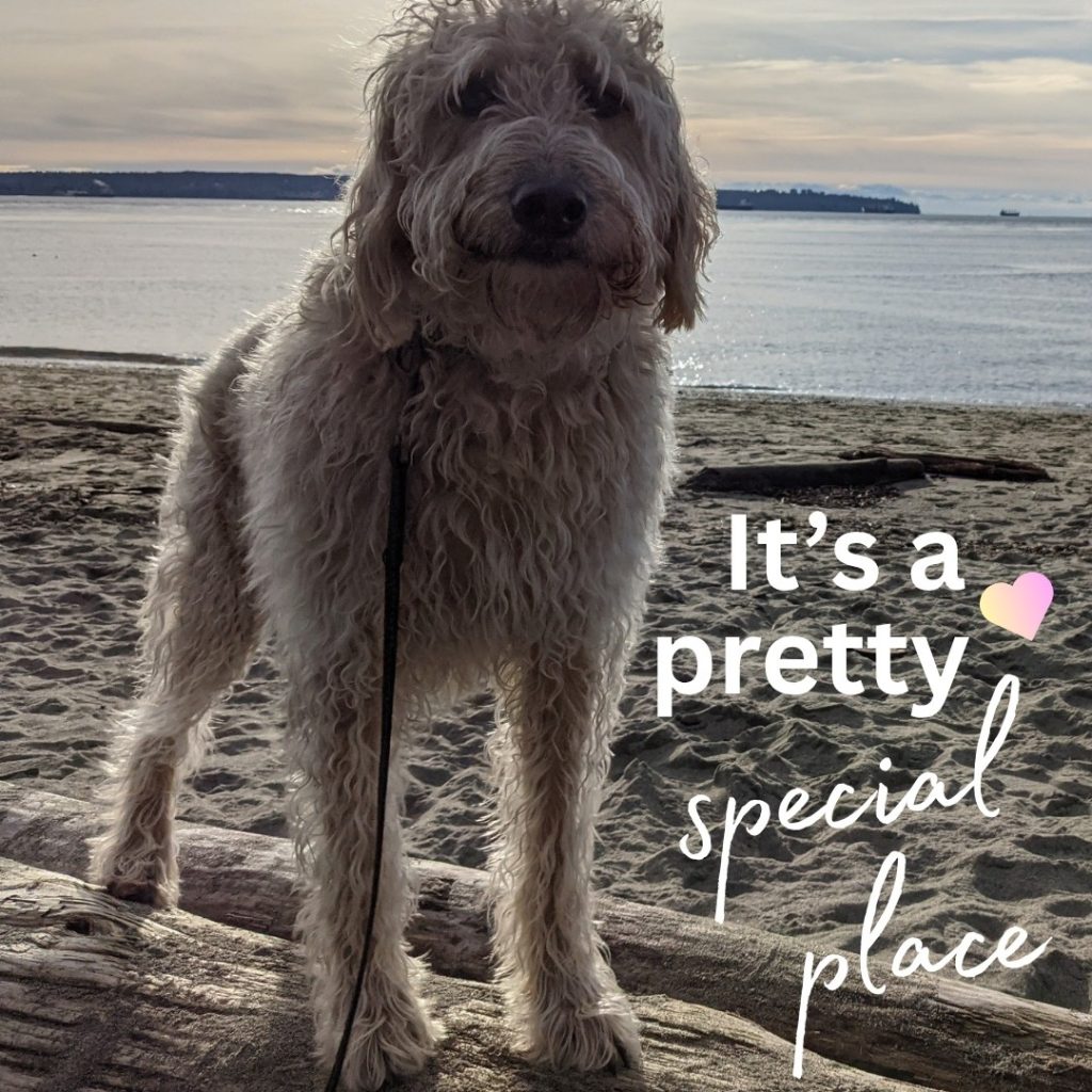 Woof and Happy Earth Day!

This beautiful planet gives us so much to wag about. 

At Bob the Dog, we believe caring for our pups also means caring for the world they love to explore. That’s why we’re proud to focus on natural ingredients, thoughtful products, and choices that are a little kinder to the earth.

Every small step matters — shopping local, choosing eco-friendly options, reusing what we can, and spending more time outside with our best furry friends.

Give your pup an extra walk, pick up a little litter, support a local maker, and show some love to the planet we all share - because it's a pretty special place.

#EarthDay #BobTheDog #ShopLocal #EcoFriendlyPets #NaturalDogCare 🌏

www.bobthedog.ca