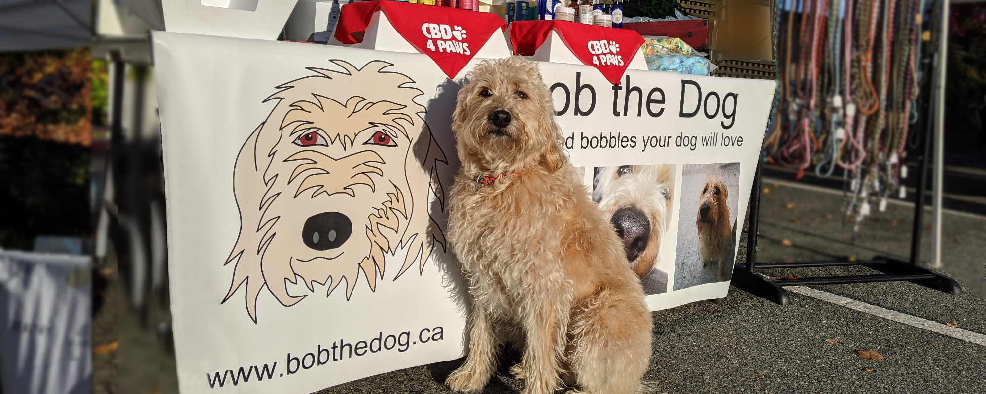 Bob the Dog at the market