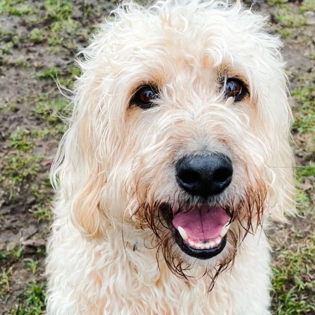 Woof woof! Wasn’t it just January five minutes ago?  Somehow we’ve blinked, chased a few squirrels, survived a couple rainy walks… and now we are well into March.

The days are getting longer, there’s a little extra sunshine in the afternoon. And I’m pretty sure I smell spring in the air - which I LOVE!!

We’ve got lots of exciting things coming up, and I can’t wait to share them with you. Until then, let’s enjoy the brighter evenings, muddier paws, and that hopeful “spring is coming” feeling - woof!

www.bobthedog.ca