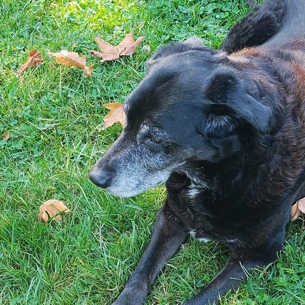 Woof WOOF! As y'all know, we recently did a casting call, looking for great pictures of your pups. We were thrilled with how many of you participated, and we will be using the pics you sent in future social media campaigns - thank you so much!

Additionally, we said that if you told us what Bob the Dog products your pup loves, we would enter you into a draw for $25 off your next order... 

And that's exactly what Colleen did.

Meet Hailey, one of our top customers. CBD has made a big difference in her life, and her mom Colleen made sure to get their story entered for the draw - and they are the lucky winners!

Congratulations!

www.bobthedog.ca

#winnerwinnerchickendinner #dogsrock #bobthedog #cbdhelps