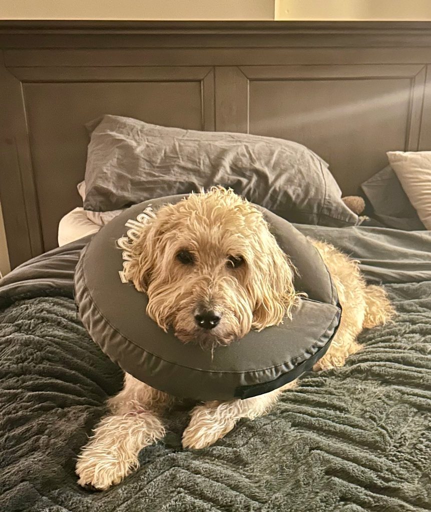 Woof woof - it's me, Bob!

First off, DON'T PANIC, I'm okay!!!! 🐾👍

Just a little surgery, and I'll be layin' low for the next week or so and then I'll be good like borscht, as my ma says...

Mainly I wanted to show off my new INNERTUBE... so much better than those cones of shame... with this one, I can sleep comfy, an' walk around without bangin' into stuff. 

We got it from our good friends over at KORNA Pet, and it fits perfect. Everyone there is always so kind to us... (and did you know they carry a whole whack of Bob the Dog products? It's true, they do!)

Also wanted to give a shout out to everyone at Norgate Animal Hospital - North Vancouver, who took pawsome care of me.

It's like they knew I was a local celeb or something... 💕

Love an' smooches,
Bob

www.bobthedog.ca