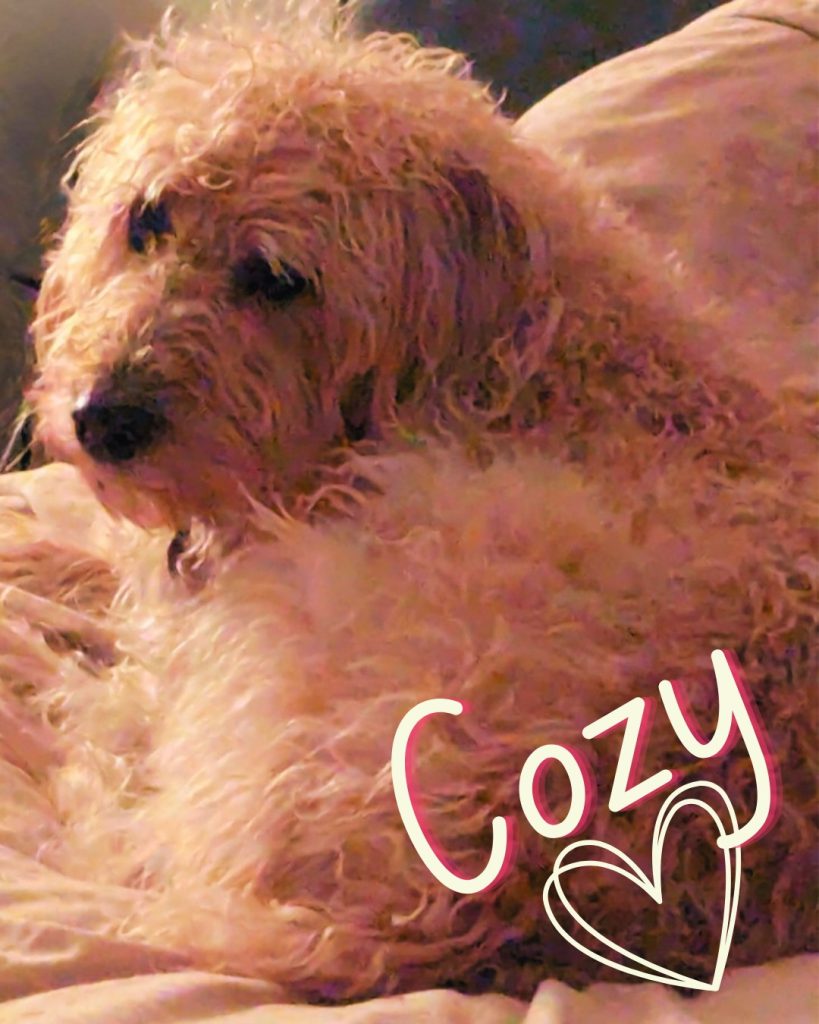 Woof! Did you know you can shop for all your favourite BTD products online anytime, anywhere?

Whether you’re cozy at home, in your PJs, or hanging out with your pup (we make the best personal shopping assistants!), we've got you covered.

And the best part? When you shop with us, you’re still supporting local 💛 Every order helps a small Canadian business (that’s us!) keep doing what we love—making natural, tail-wagging products for your pups.

So check out our online shop, it truly means the world...

www.bobthedog.ca

Stay cozy, shop local,
Bob

#ShopLocal #SupportLocal #ShopOnline #CanadianSmallBusiness #DogLovers #BobTheDog #MadeInCanada #SupportSmallBusiness #LocalLove