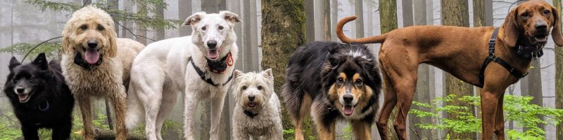 Bob the Dog and his friends