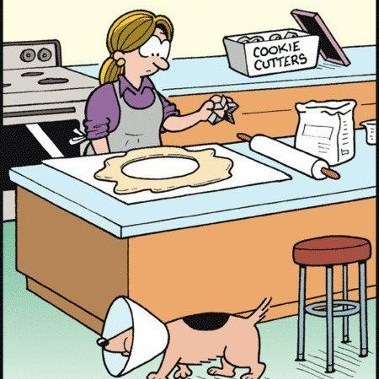 Woof! Cone humour for the Friday funny seemed appropriate...

www.bobthedog.ca