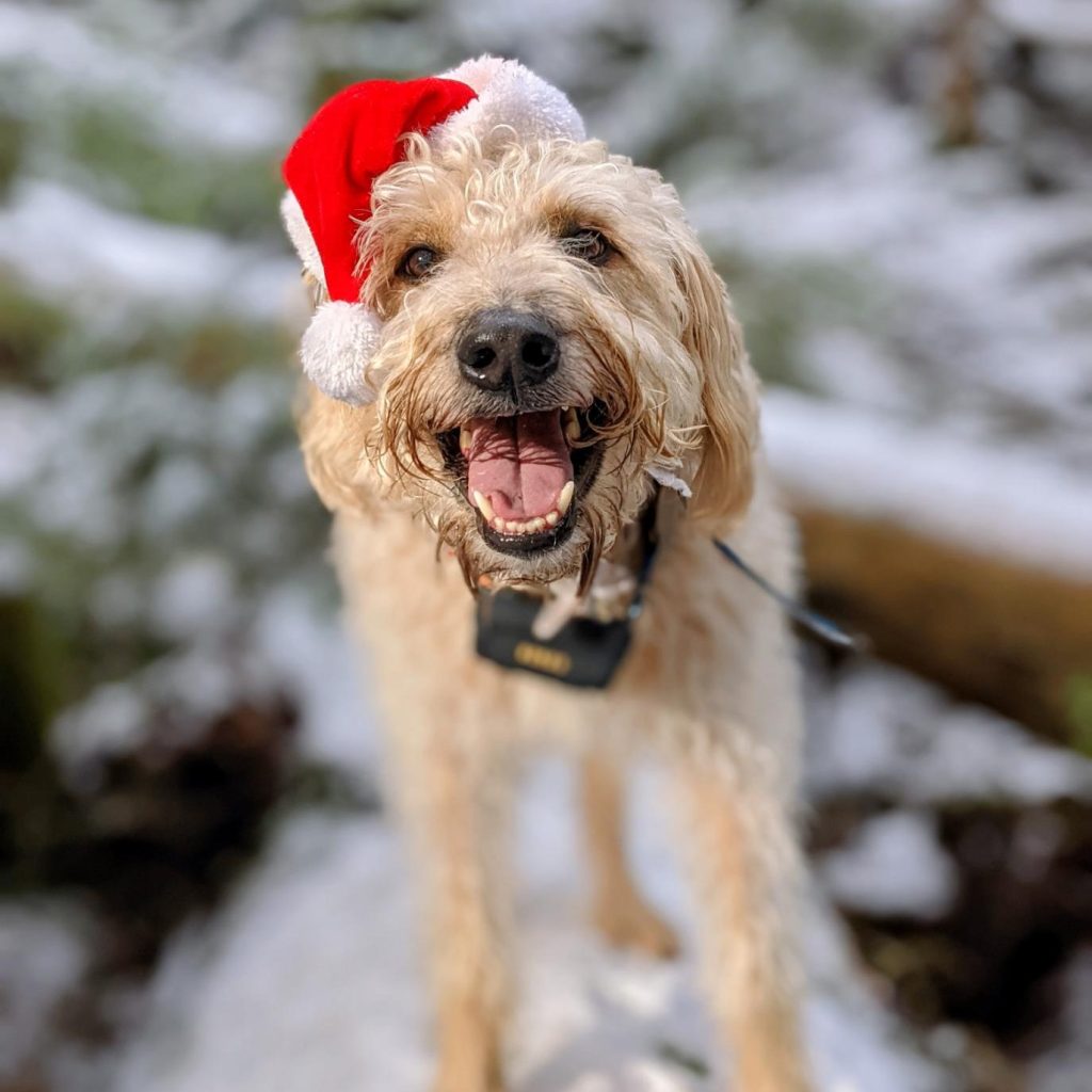 WOOF! It’s me, Bob!

Just popping in between cookie sneaking… uh… supervising… to wish everypawdy a VERY Merry Christmas!

May your holidays be filled with long naps and snuggles. May your humans drop lots of snacks on the floor and may your heart be as full as your treat jar.

Thanks for being part of my pack this year — you make my tail wag every single day.

Much love,
Bob the Dog 🐾💚❤️

#MerryChristmas #BobTheDog #FestivePup #HappyHolidays #DogLife 

www.bobthedog.ca