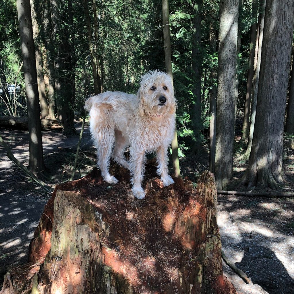 Woof woof - who can guess where this pic was taken? If you're from the North Shore, you've got a good shot of gettin' it right 🐾👑

An' don't worry, this pic isn't recent (I'm not allowed to jump up on stuff right now)...

Speaking of the North Shore, it's been a while since we've talked about our OTHER page - Dogs of the North Shore... you should check it out an' then sign up! We'd love  to have you join our pack... 

And if you happen to live in Alberta, you can check out our Dogs of Red Deer page! We love seein' pups from all over the place...

www.bobthedog.ca
