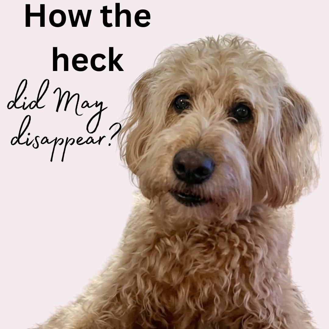 Woof - no seriously! How the heck has May basically disappeared already?

And just a reminder - ticks are worse than ever this year, so if you are looking for all natural prevention drops, we've got you covered! or... not covered (in ticks)...

https://bobthedog.ca/product/pest-control/

#bobthedog #fleasandticks #allnaturalproducts #supportlocal