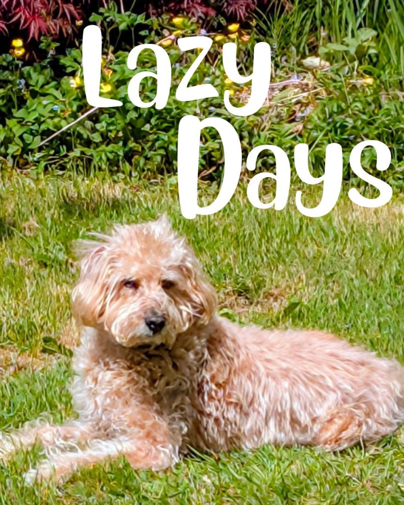 Woof - it might be lazy days for me, Bob the Dog, but don't you worry... I've got my Ma and The Guy working hard behind the scenes!

We've been teasing about some new products coming your way, and it's getting close!

So keep on keeping tuned - woof!

www.bobthedog.ca

#bobthedog #shoplocal #newproduct
