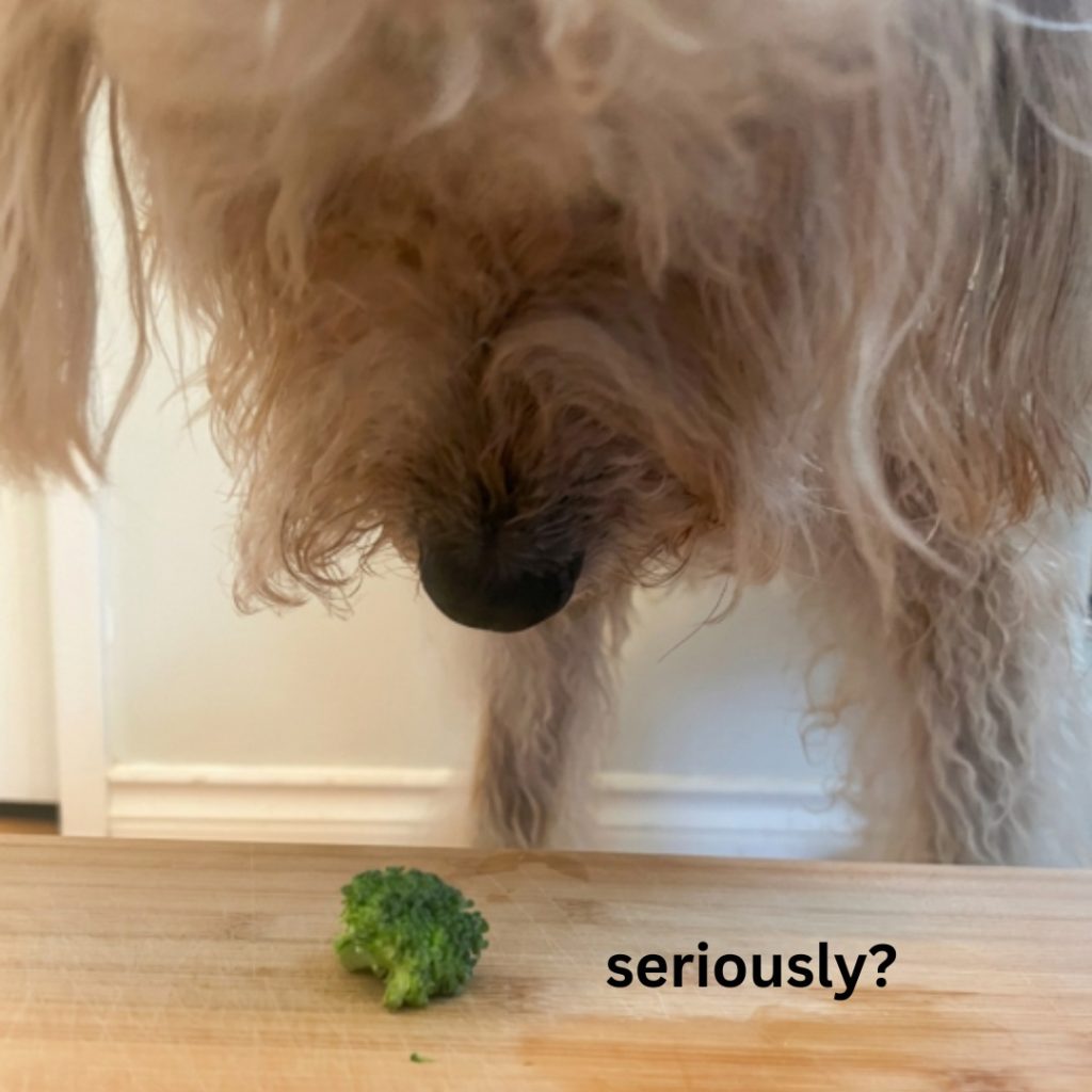 Woof - all I can say is it must be Monday.

www.bobthedog.ca